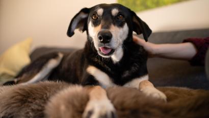 Symbolbild: Nicolas Armer/dpa
Erst hat ein Mann in Arzberg einen Zaun demoliert, später hat er seinen Hund getreten.