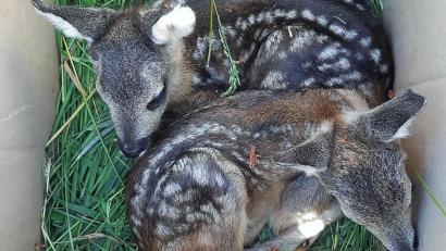 Bild: ubb
In Kisten werden die Kitze bis nach der Mahd „geparkt“. Natürlich werden sie von den Helfern nicht mit bloßen Händen berührt, weil die Tiere sonst nach Mensch riechen.