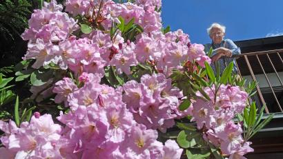 Bild: Gabi Schönberger
Hans Melzer aus Neustadt/WN blickt auf die Blütenpracht seines Rhododendron herab.