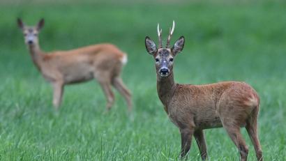 Symbolbild: Patrick Pleul/dpa
Zwei Tage nach einer Wilderei in Etsdorf hat am Dienstag wieder ein Unbekannter Täter zugeschlagen. Diesmal sind drei Rehe und ein Rehbock tot.