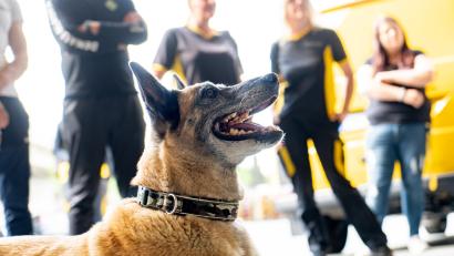 Bild: Meier, Marco
Dieser Hund folgt aufs Wort: Rock zeigt vor den Postboten seine Zähne. Er spielt beim Hundetraining für Zusteller in Weiden den "Aggressiven".