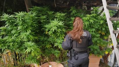 Bild: Polizeidirektion Dresden
Die Rauschgiftkriminalität hat sich im Vergleich zum Vorjahr im Bereich der PI Tirschenreuth verdoppelt. In acht Fällen wurde auch wegen des illegalen Anbaus von Drogen ermittelt. Das Symbolbild zeigt eine Polizistin vor einer "Hanfplantage".