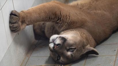 Bild: Sven Hoppe/dpa/Archivbild
Ein Puma liegt im Exotenhaus der Auffangstation für Reptilien München e.V. in einem Gehege.