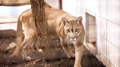 Bild: Matthias Balk/dpa
Puma Pele streift durch seinen Gehege.