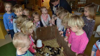 Bild: gi
Das Projekt „Vom Ei zum Huhn“ wurde mit den Kita-Kindern gestartet. Die Mädchen und Buben sind von den Küken begeistert.