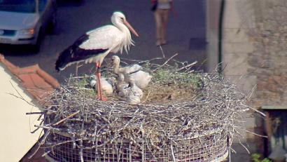 Bild: Webcam Stadt Weiden
Wie die Orgelpfeifen sitzen die vier Storchenkinder im Horst auf dem Dach des Alten Schulhauses in Weiden. Das Erstgeborene ist am größten. Die Aufnahme stammt vom 18. Mai.