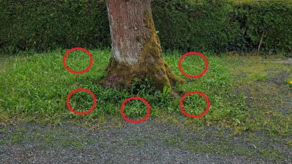 Bild: VG Neusorg/exb
So könnten die Urnen nach einer Anlage der Sitzungsvorlage in die Erde gebracht werden. Der Baum bekäme eine Nummer und am Leichenhaus könnte an einer Info-Tafel nachgesehen werden, wer an welchem Baum mit welcher Nummer beerdigt ist. Namen und Schmuck gibt es bei der Baumbestattung nicht.