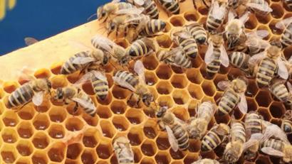 Symbolbild: Portner
Eine Bienenkrankheit veranlasst das Landratsamt in Schwandorf zur Ausweisung eines Sperrbezirkls.