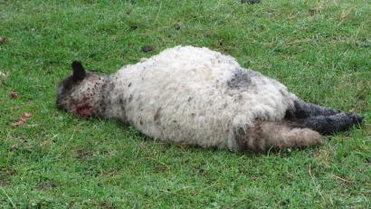 Archivbild: sei
Dies ist eines der toten Shopshire-Schaf, die auf dem Solarfeld am Deschenbühl in Mantel gefunden worden sind.