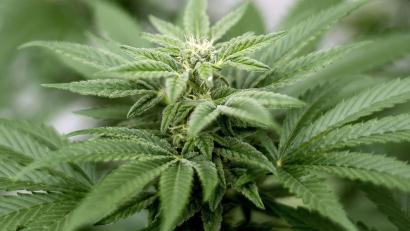 Symbolbild: Matt Masin/dpa
Marihuana baute ein Mann in seiner Wohnung im östlichen Landkreis Neustadt an.