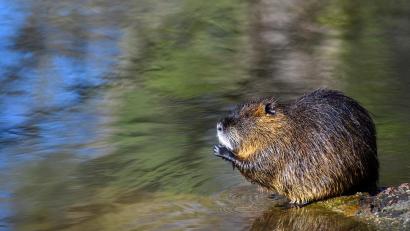 Symbolbild: Klaus-Dietmar Gabbert
Ein amtlicher Tierarzt soll klären, ob der Biber in Cham wirklich erschossen wurde.
