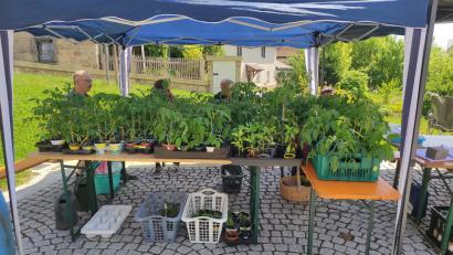 Bild: ak
Rund 150 Tomatenpflanzen hatten die Initiatoren für ihre Aktion gesammelt.