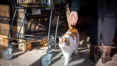 Symbolbild: Sina Schuldt/dpa
Bisher gibt es weder Studien noch gemeldete Fälle, bei denen sich Haustiere wie Katze, Hund oder Hamster infiziert haben.