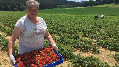 Bild: ihl
Franziska Hofstetter kann den Blick nicht von den Erdbeeren lassen. Sie mag deshalb nicht in die Kamera schauen. Nicht nur auf dem Feld bei Unteraich hat die Saison begonnen.