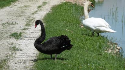 Bild: mma
Schwarz und weiß auf grün mit blau.