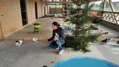 Bild: gz
Die Tierliebhaberin Wiebke Hutwelker aus Rödern in Rheinland-Pfalz findet für ihre 70 Tauben im Gut Aiderbichl Eslarn eine sehr gute Bleibe.