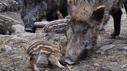 Symbolbild: Popp
Das Überhandnehmen der Wildschweine – das Symbolbild stammt aus einem Gehege – sorgte auch im Landkreis Tirschenreuth für Probleme. Nun scheint die Population auf einem sehr niedrigen Stand angekommen zu sein.