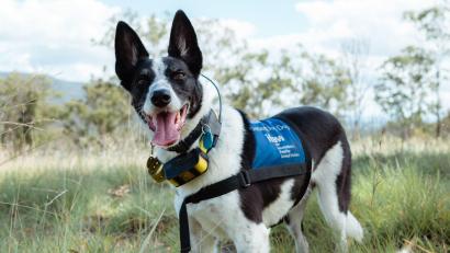 Bild: Tyson Mayr/IFAW/dpa
Spürhund Billie-Jean ist auf Koala-Kot spezialisiert.