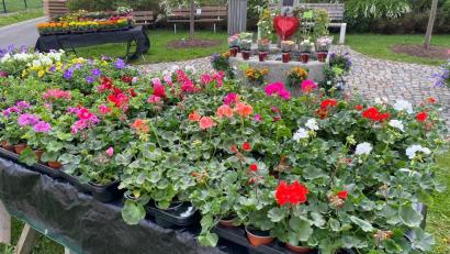 Bild: Ingrid Schmid/exb
Erster Blumenmarkt in Schwarzenbach 2022.