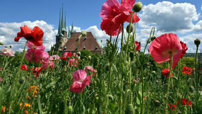Bild: Martin Schutt/dpa
Der Frühling war wieder zu warm, befindet der Deutsche Wetterdienst.