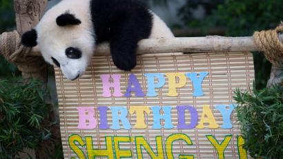 Bild: Vincent Thian/AP/dpa
Der weibliche Panda „Sheng Yi“, der 2021 in einem malaysischen Zoo geboren wurde, betrachtet an seinem ersten Geburtstag im National Zoo seine Geburtstagsdekoration.