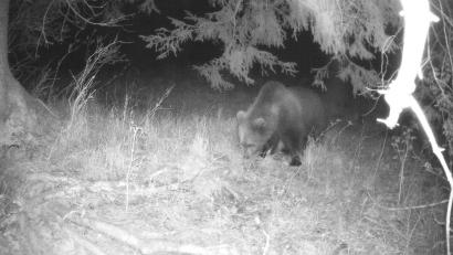 Bild: Privat/dpa/Archivbild
Eine Wildtierkamera hat am 2.5.2022 im Landkreis Garmisch-Partenkirchen einen Braunbären aufgenommen.
