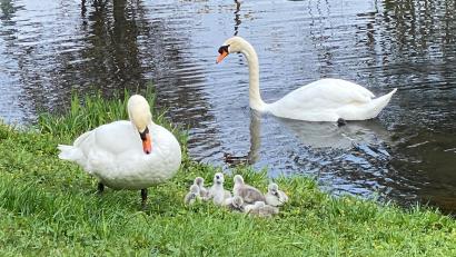 Bild: Hedrich/exb
Bei den Schwänen im Sulzbach-Rosenberger Bürgerpark hat sich wieder Nachwuchs eingestellt.