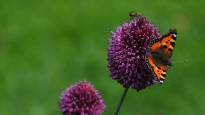 Bild: wel
Neben den Bienen freuen sich auch die Schmetterlinge über die Blütenpracht in Blühwiesen.