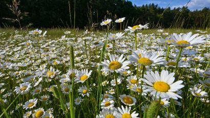 Symbolbild: Patrick Pleul/dpa
Zu Pfingsten sollen die Temperaturen wieder steigen, damit aber auch das Gewitterrisiko.