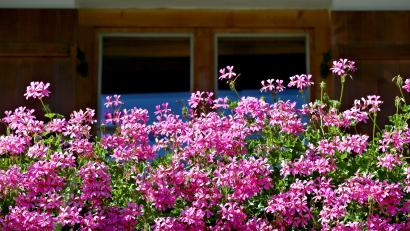Bild: Karl-Josef Hildenbrand
Die Balkonbepflanzung seiner Freundin hat einen Mann so erzürnt, dass er seine Partnerin kurzerhand über die Balkonbrüstung warf.