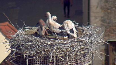 Bild: Webcam Stadt Weiden/exb
Am Freitagvormittag war das jüngste Storchenkind (links) im Weidener Nest auf dem Alten Schulhaus noch am Leben. Der Größenunterschied ist deutlich, die Verletzungen sind zu erahnen. Am frühen Abend war der Kleine scheinbar nicht mehr im Nest. Die Webcam zeigte nur noch die drei großen Geschwister.