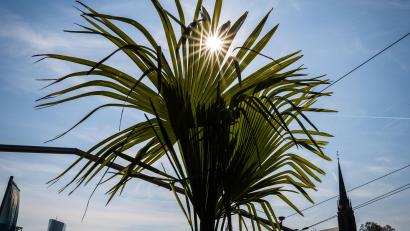 Bild: Frank Rumpenhorst/dpa
Betrunken und mit einer Palme in der Hand, hat die Polizei einen 17-Jährigen erwischt.