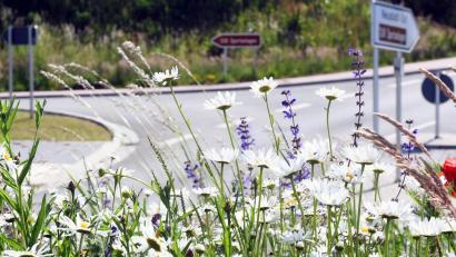 Bild: Gabi Schönberger
Das "Unkraut" am Neustädter Kreis empfindet der Stadtrat als "greislich". Die LBV-Naturschutzgruppe Weiden-Neustadt/WN erinnert hingegen an den kommunalen Auftrag in Bezug auf insektenfreundliche Flächen.
