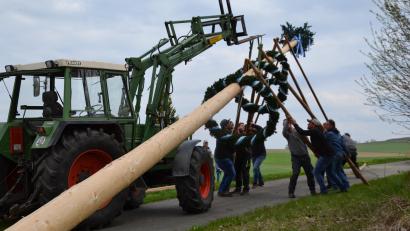Bild: gi
Der Traktor hob den Maibaum an, um die Schwalben unter den Stamm zu bringen.