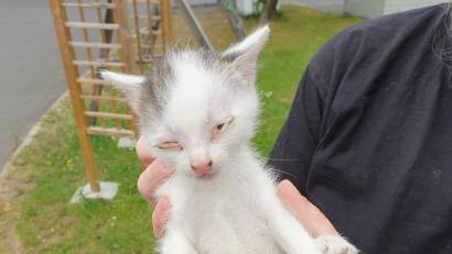 Bild: Feuerwehr Kemnath/exb
Ein kleines Kätzchen hatte sich im Motorraum eines Autos in eine missliche Lage gebracht. Die Feuerwehr Kemnath rettete das Tier, das zum Aufpäppeln in eine Tierarztpraxis kam.