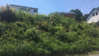 Bild: ihl
Auf diesem grünen Hügel plant ein Investor ein Mehrfamilienhaus. Der Bauausschuss sagt aus städtebaulichen Gründen Nein zu dem exponierten Vorhaben.