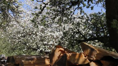 Archivbild: mfh
Ein Baum auf einer Streuobstwiese in voller Blüte.