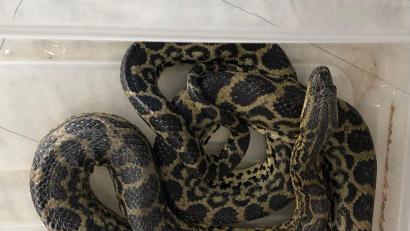 Bild: Amtstierärztin der Stadt WEN/exb
Diese Anaconda kam nun in eine Reptilienauffangstation.