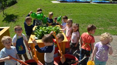 Bild: dob
Die Buben und Mädchen der Natur- und Umweltgruppen im katholischen Kindergarten Don Bosco sind beim Gärtnern voll in ihrem Element. Mit Schubkarren, Schaufeln und Gießkannen ausgerüstet kümmern sie sich liebevoll um die neuen Hochbeete, in die sie heimische Gemüsesorten angesät haben. Die ersten Radieschen wurden schon geerntet.