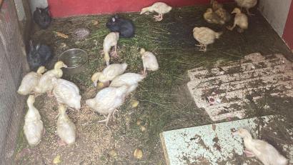 Bild: Polizeiinspektion Neustadt/exb
Unter lebensfeindlichen Bedingungen hausten diese Kleintiere in Neustadt.