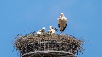 Bild: Günter Klein
Afrika ist weit, und so haben Papa und Mama Weißstorch auch in Trabitz alle Schnäbel voll zu tun, um ihrem stets hungrigen Nachwuchs ordentlich Kräfte für die in einem Vierteljahr bevorstehende lange Flugreise anzufüttern. Und ungetrübt war das Familienglück heuer nicht: "Von den vier Jungvögeln hat einer die ersten Lebenswochen nicht überstanden", weiß Günter Klein von der LBV-Naturschutzgruppe. Immerhin gedeihen aber die verbliebenen drei Junior-Adebare bestens und werden gewiss bis zum Spätsommer groß und stark genug sein, um vom Trabitzer Lagerhaus-Speicherturm zum Flug gen Süden aufbrechen zu können.