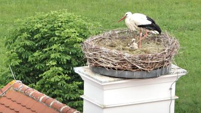 Bild: do
Bei einem Blick aus dem Kirchturm der Klosterkirche sind im Horst auf dem Dach des Klostergasthofes drei Storchenkinder zu entdecken