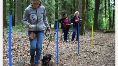 Bild: Martin Melchner/exb
Voll konzentriert absolvieren Magdalena Melchner und Rauhaardackel Dachsl den Eierlauf durch die Slalomstangen. Die Kampfrichterinnen stoppen die Zeit.