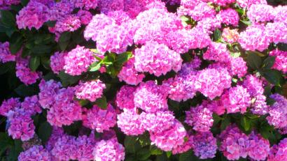 Bild: Sophie Meier/exb
"Blühende Oasen" werden beim Blumenschmuckwettbewerb in Sulzbach-Rosenberg mit Gutscheinen und Sachpreisen prämiert.