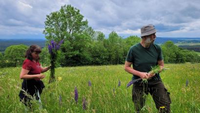 Bild: ubb
Katrin Möhrlein half Klaus Krützfeldt bei der Eindämmung von Lupinen im Biotop auf dem Schloßberg bei Waldeck. Sie war nicht die einzige Mitaktivistin. Viele Hände waren notwendig, denn die Lupine verbreitet sich immer schneller und richtet damit Schaden an.