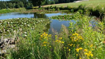 Bild: le
Auch in diesem Jahr strahlt der Seerosenteich bei Schnepfenhof seine Schönheiten aus. Die sorgfältige Pflege hat Bäuerin Roswitha Sollfrank fest in ihrer grünen Hand.