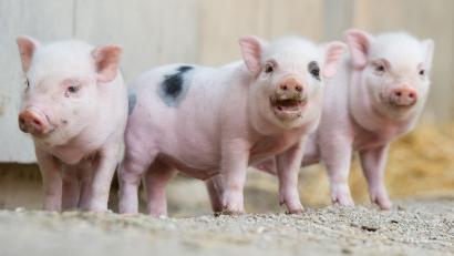 Symbolbild: Julian Stratenschulte
Sechs dieser kleinen Schweinchen wohnen mit ihren Eltern im Nürnberger Zoo.