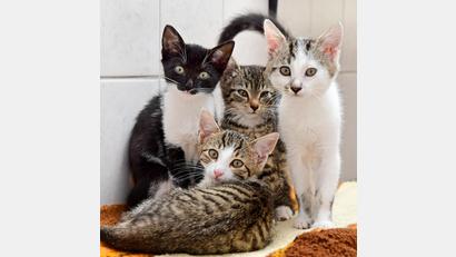 Bild: Hartl
Unter "Animal Hoarding" versteht man Männer und Frauen, die mehrere Tiere zu Hause auf engstem Raum horten. In Bayern ist dieses Verhalten kein Einzelfall.