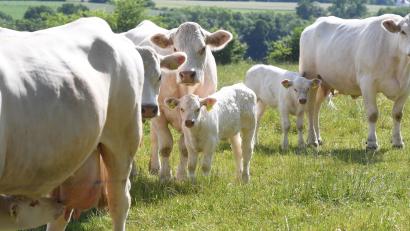 Bild: Gabi Schönberger
Josef Wenzls Kühe haben rund 20 Hektar Wiese zur Verfügung. Doch seitdem ein Wolf über ein Kälbchen hergefallen ist, trauen sie sich kaum noch, sich weit von ihrem Stall zu entfernen.