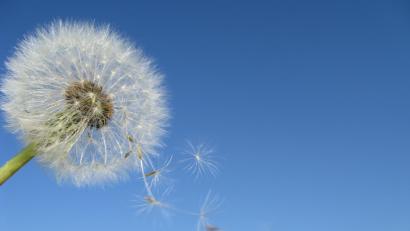 Symbolbild: Andreas Haertle - stock.adobe.com
So wie die Pusteblume ihren Samen fliegen lässt, so sollten wir auch unsere Sorgen loslassen.